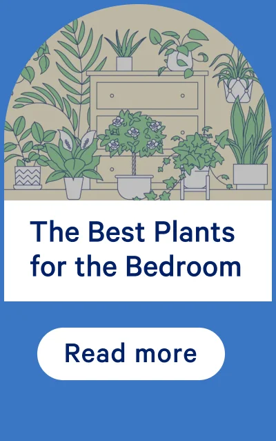 The Best Plants for the Bedroom
