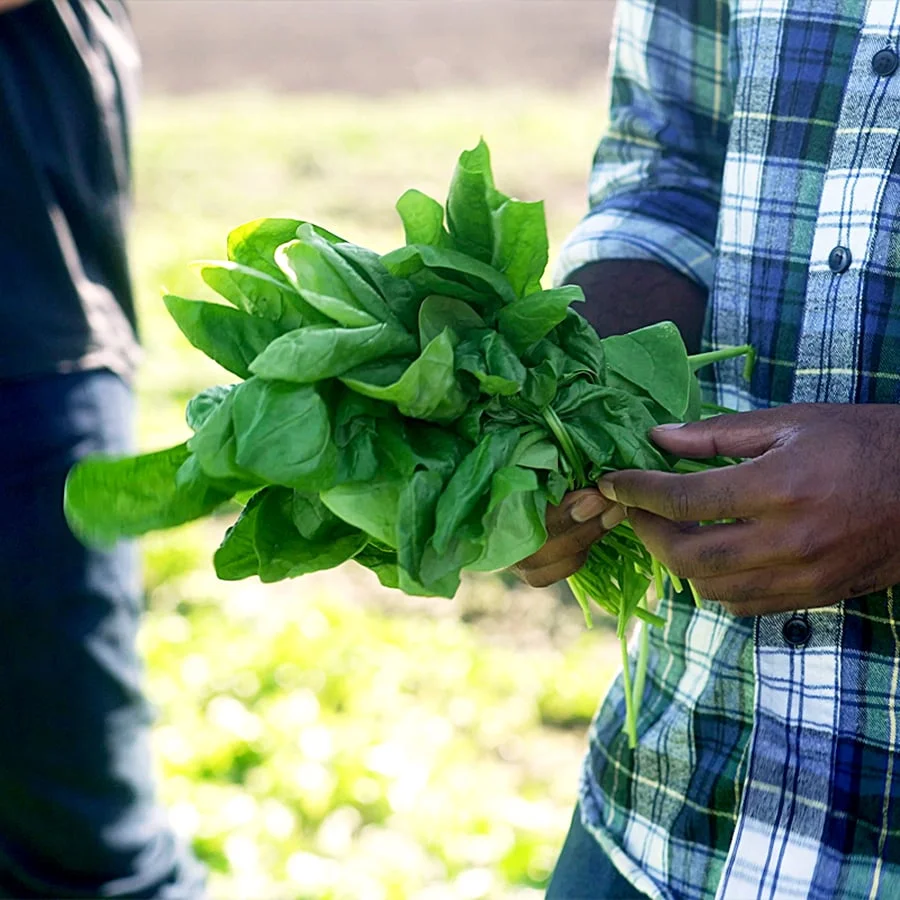 Spinach