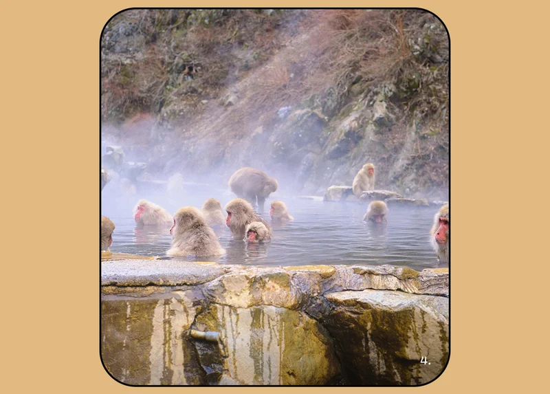 4. Day trip + hike to see the Japanese Snow Monkeys at Jigokudani Park