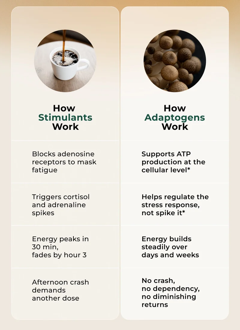 How Adaptogens Work