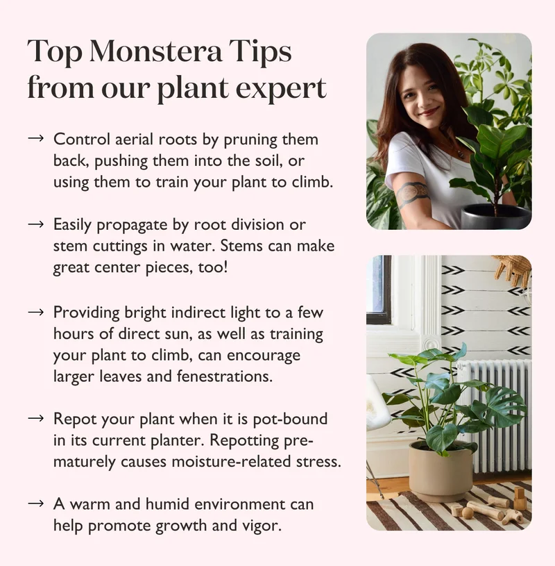 Top Monstera Tips from our Plant Expert