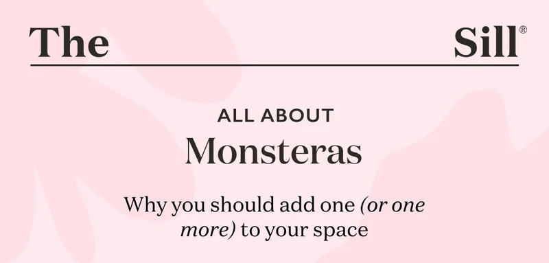 All About Monsteras: Why you should add one (or one more) to your space!
