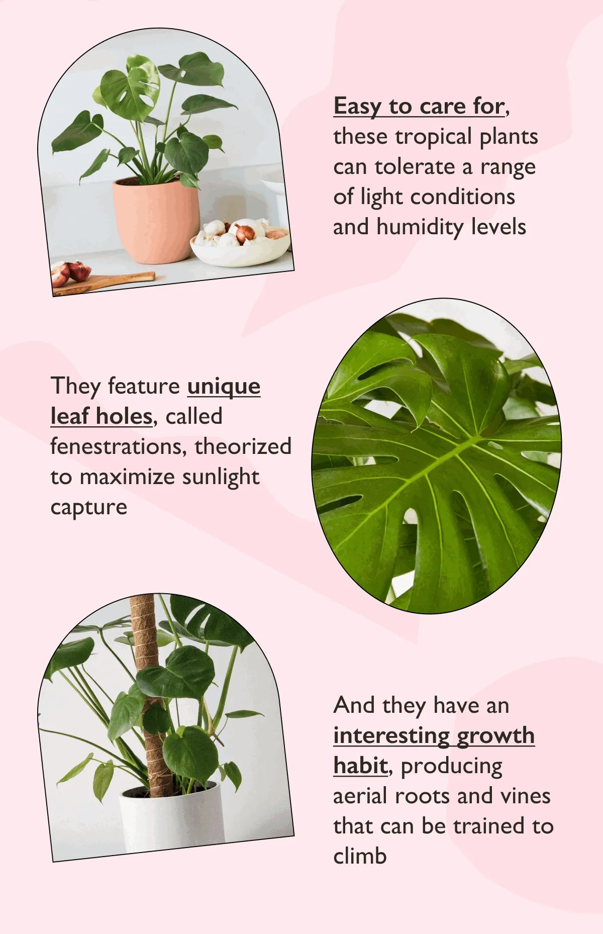 Monsteras are easy to care for, feature unique natural leaf holes, and have an interesting growth habit.