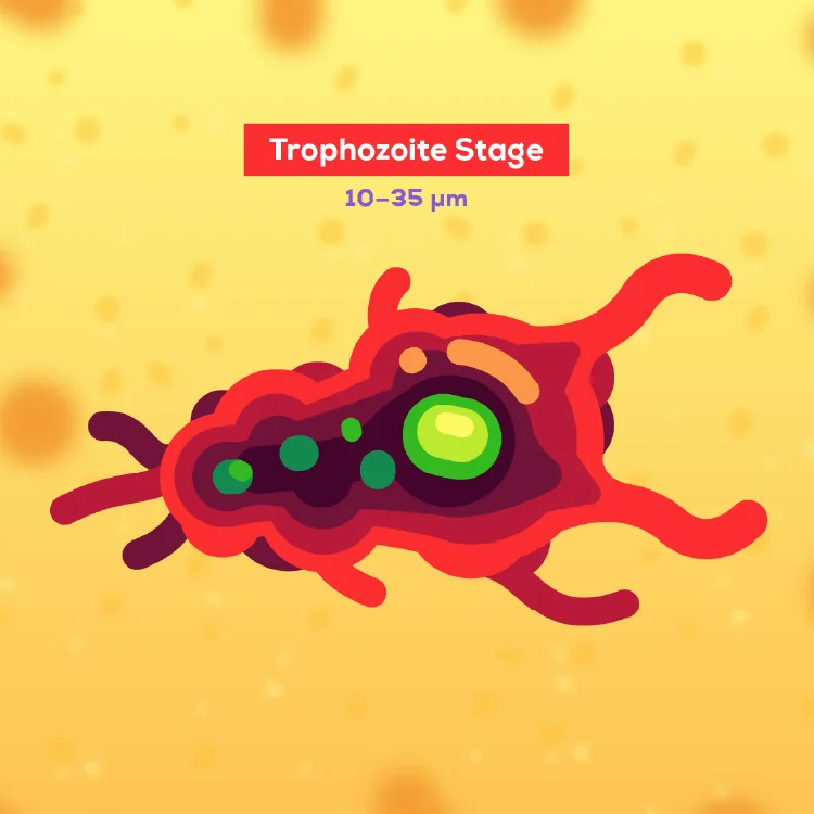 Illustration of the Naegleria fowleri in its Trophozoite Stage