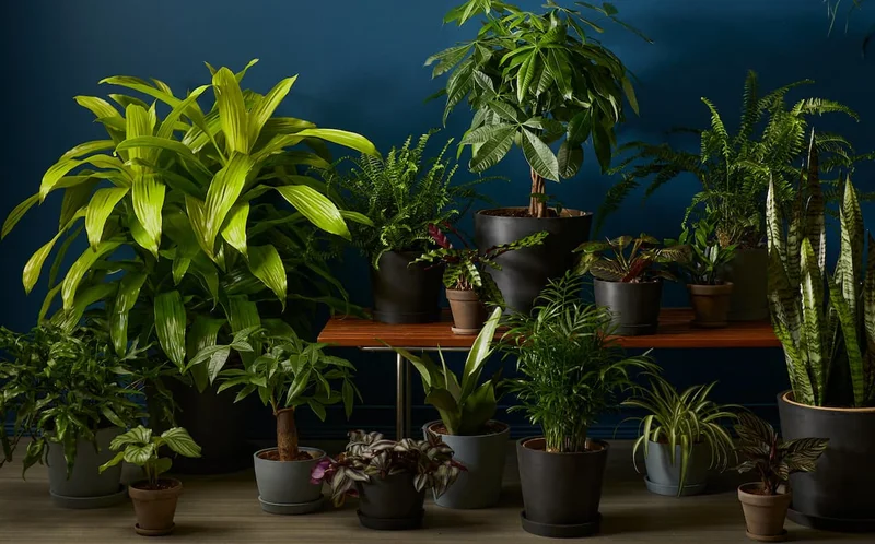 low light plant grouping
