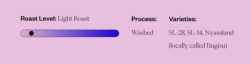 Process: Washed Elevation: 1,200–2,200 meters Varieties: SL-28, SL-14, Nyasaland (locally called Bugisu) Harvest Time: September 2024–January 2025