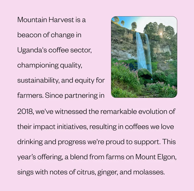 Mountain Harvest is a beacon of change in Uganda's coffee sector, championing quality, sustainability, and equity for farmers. Since partnering in 2018, we've witnessed the remarkable evolution of their impact initiatives, resulting in coffees we love drinking and progress we're proud to support. This year’s offering, a blend from farms on Mount Elgon, sings with notes of citrus, ginger, and molasses.