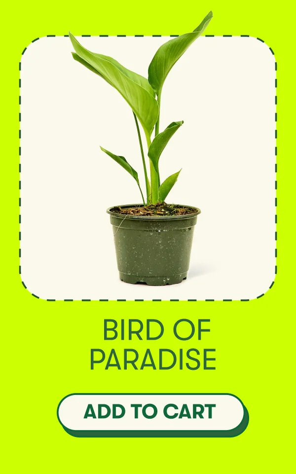 Bird of Paradise