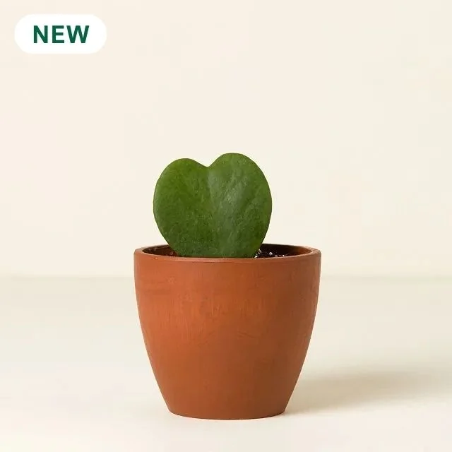 For My Sweetheart Hoya Plant