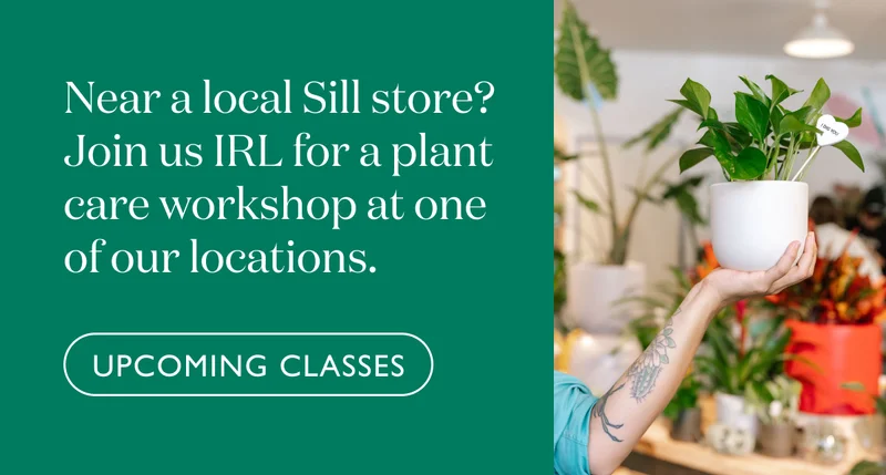 Near a local Sill store? Join us IRL for a plant care workshop at one of our locations.
