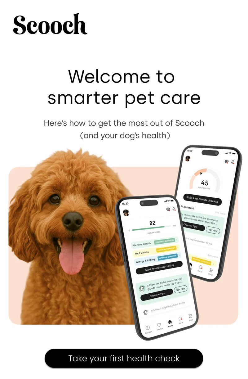 Here’s how to get the most out of Scooch  (and your dog’s health)
