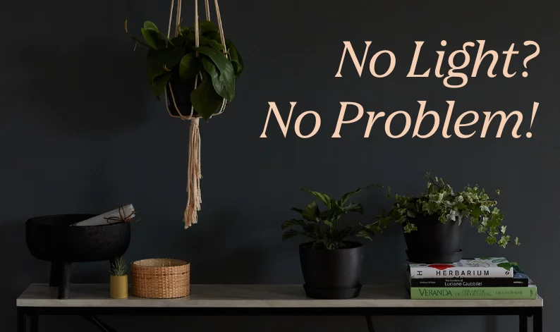 low light plants sale