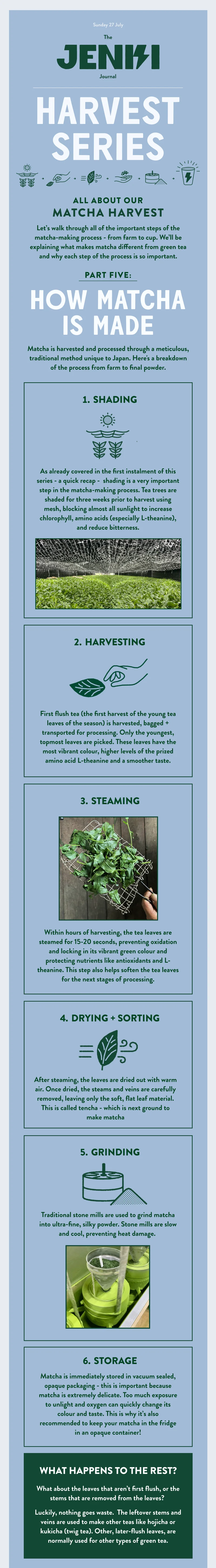 Matcha Processing Step by Step