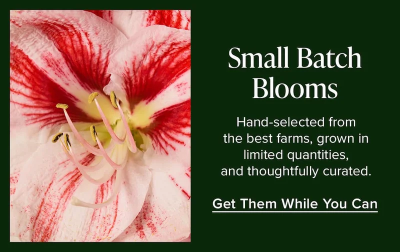 Small Batch Blooms. Hand-selected from the best farms, grown in limited quantities, and thoughtfully curated. Get Them While You Can.