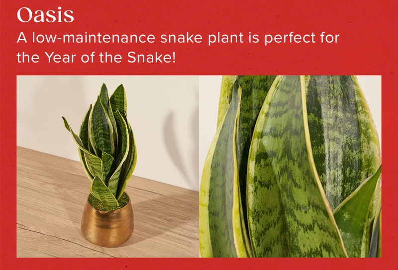 Oasis = A low-maintenance snake plant is perfect for the Year of the Snake!