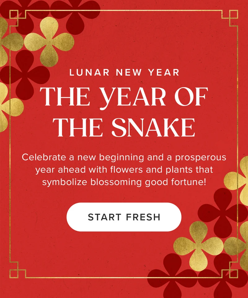 LUNAR NEW YEAR: THE YEAR OF THE SNAKE! Celebrate a new beginning and a prosperous year ahead with flowers and plants that symbolize blossoming good fortune! START FRESH