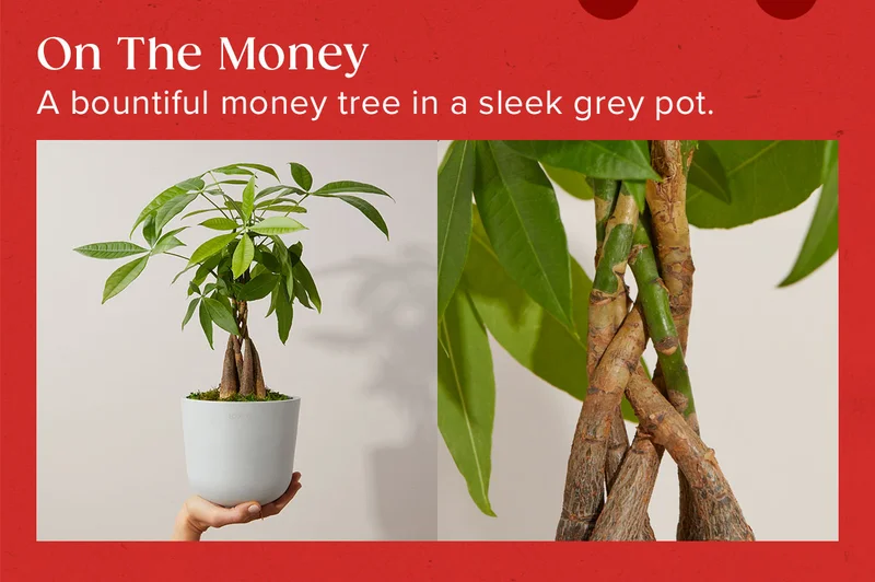 On The Money = A bountiful money tree in a sleek grey pot.