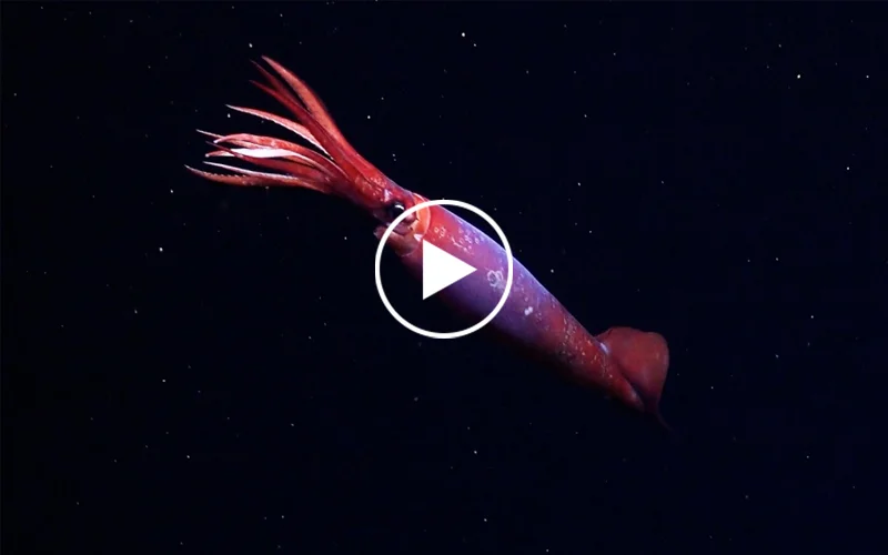 Video still of an elusive red and purple squid called Gonatus antarcticus in the deep sea near Antarctica.