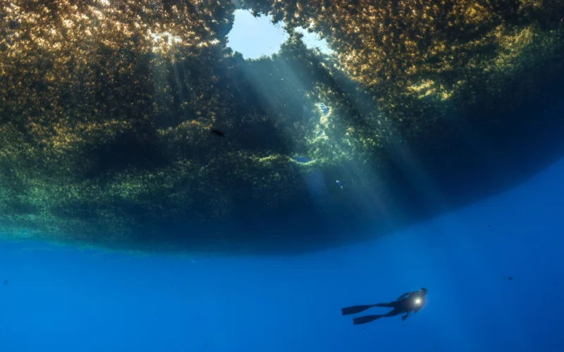A diver swims beneath a mass of seaweed.