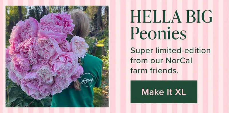 HELLA BIG Peonies. Super limited-edition from our NorCal farm friends. Make It XL