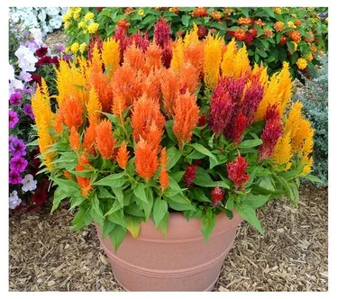 Cottage Farms 2-Piece Uptown Funk Celosia Mix
