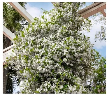 Cottage Farms 3-Piece Fragrant Star Jasmine