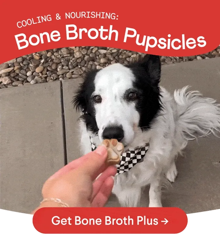 Gif of dog eating Bone Broth Plus pupsicle with headline "Cooling & Nourishing: Bone Broth Pupsicles" with Get Bone Broth Plus –> button below