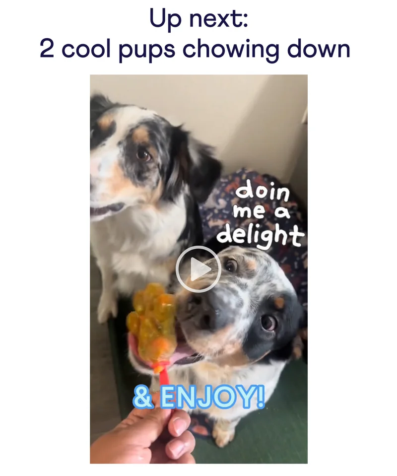 Up next: 2 cool pups chowing down – clip of Instagram Reel Recipe - click to play