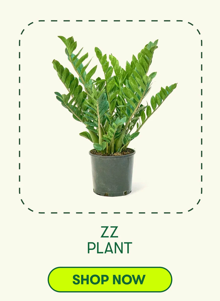 ZZ Plant [SHOP NOW]