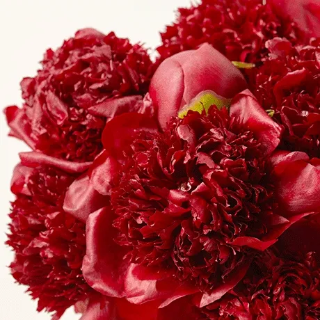 Shop Farm Fresh Flowers