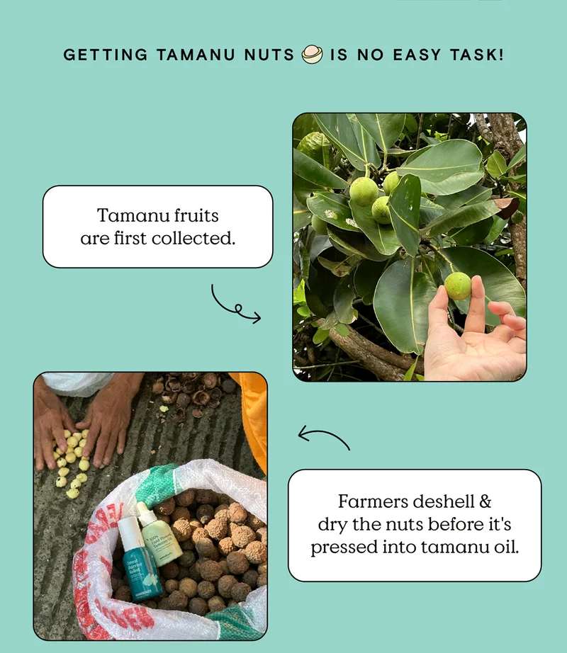Getting tamanu nuts is no easy task! Tamanu fruits are first collected. Farmers deshell and dry the nuts before it's pressed into tamanu oil.