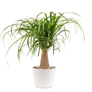 Up to 55% Off Select Palm Plants