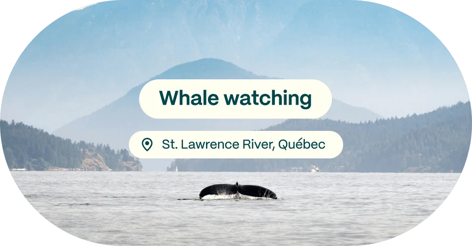 Whale watching, St. Lawrence River, Quebec