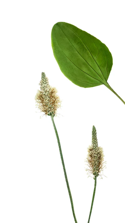 Photo: Raw Psyllium Husk