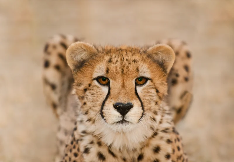 This image shows a cheetah in Namibia. Can you tell if it was produced using AI?