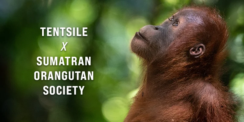 Tentsile X Sumatran Orangutan Society