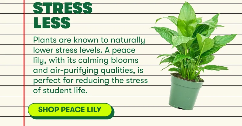 Stress Less EADER: Stress Less Plants are known to naturally lower stress levels. A peace lily, with its calming blooms and air-purifying qualities, is perfect for reducing the stress of student life. [SHOP PEACE LILY]