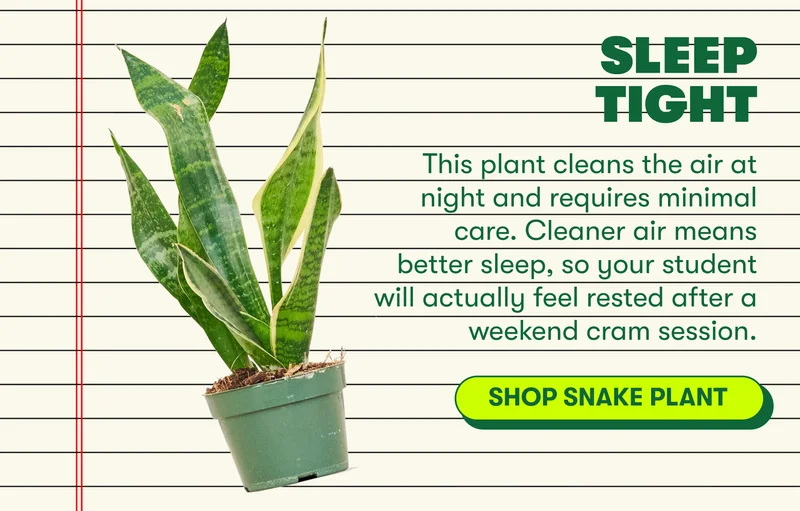 Sleep Tight  This plant cleans the air at night and requires minimal care. Cleaner air means better sleep, so your student will actually feel rested after a weekend cram session.[SHOP SNAKE PLANT]
