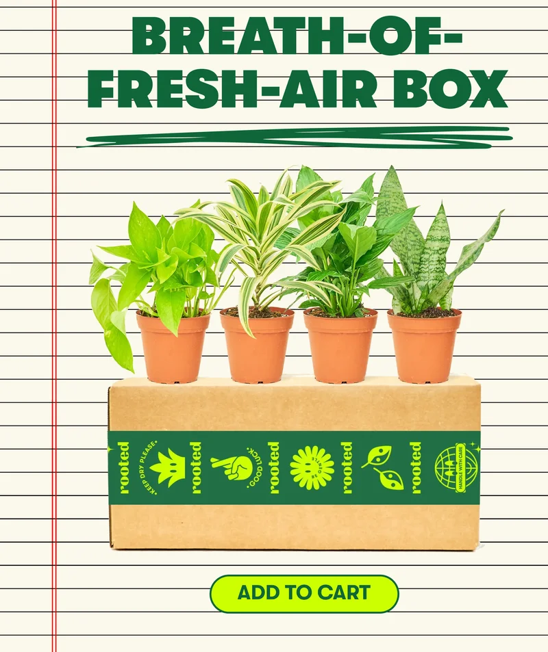 Breath-Of-Fresh-Air Box  [ADD TO CART]