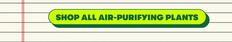 [ SHOP ALL AIR-PURIFYING PLANTS]