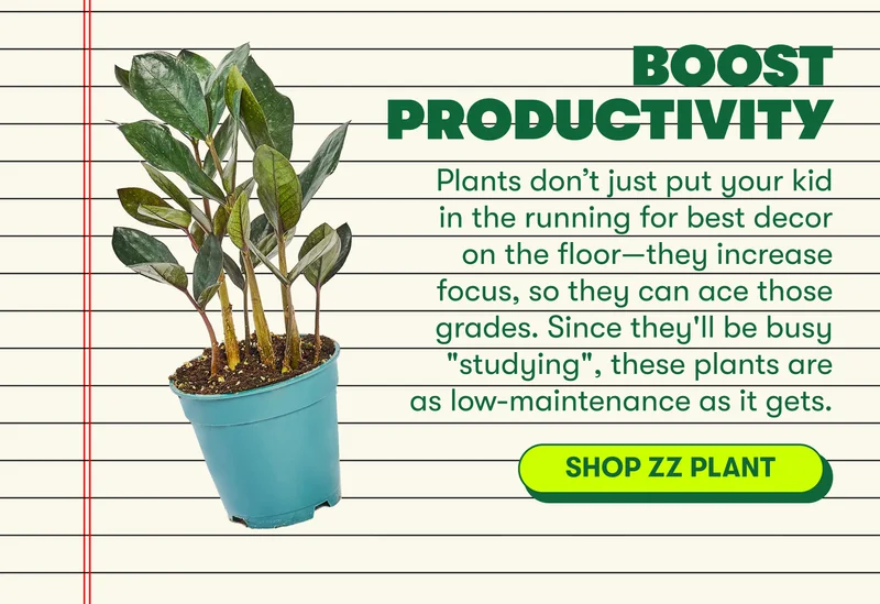 Boost Productivity  Plants don’t just put your kid in the running for best decor on the floor—they increase focus, so they can ace those grades. Since they'll be busy "studying", these plants are as low-maintenance as it gets. [SHOP ZZ PLANT]