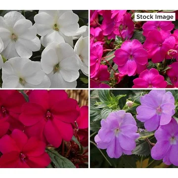 Cottage Farms 4-Piece SunPatiens Live Plant Collection