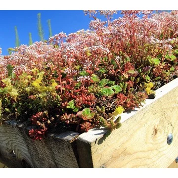 Phillip Watson Designs 1 Tray Cut & Plant Succulent Tiles Live Plants