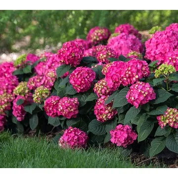 Roberta's 1-Piece Endless Summer Live Hydrangea - Summer Crush