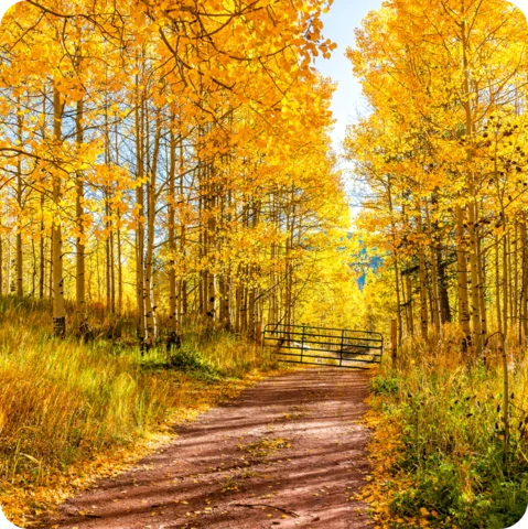 Aspen trees in Colorado