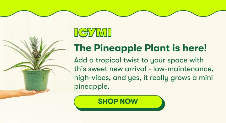 Pineapple Plant is here!