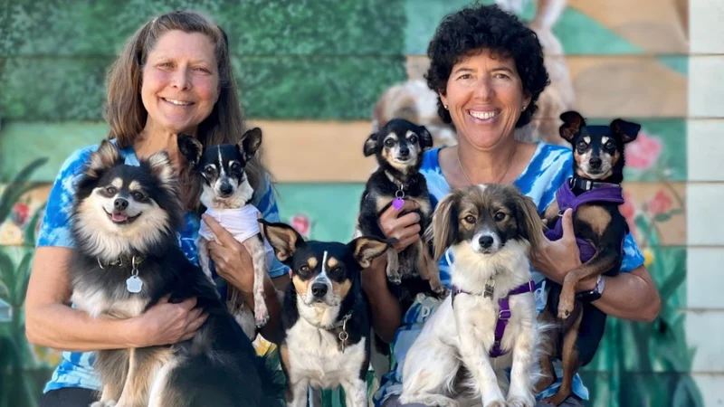 Elderly people caring for dogs