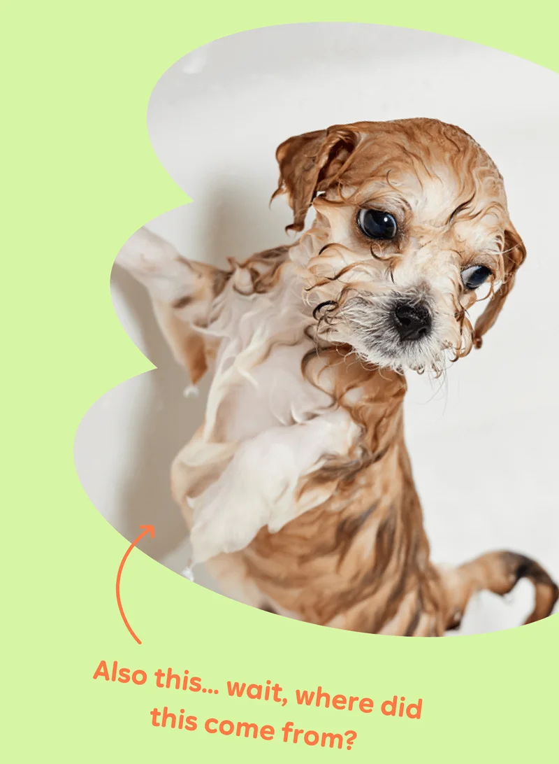 Also this... wait, where did this come from? Image: Cutest puppy taking a bath