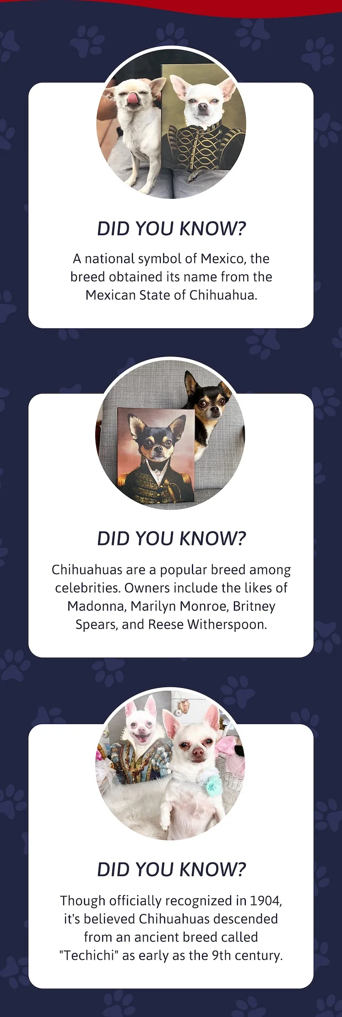 Did you know? A national symbol of Mexico, the breed obtained its name from the Mexican State of Chihuahua.  Did you know? Chihuahuas are a popular breed among celebrities. Owners include the likes of Madonna, Marilyn Monroe, Britney Spears, and Reese Witherspoon.  Did you know? Though officially recognized in 1904, it's believed Chihuahuas descended from an ancient breed called "Techichi" as early as the 9th century.