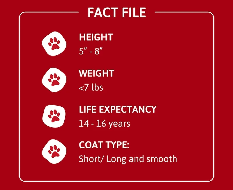 Heading: Fact File Height: 5" - 8" Weight: <7 lbs Life Expectancy: 14 - 16 years Coat Type: Short/ Long and smooth